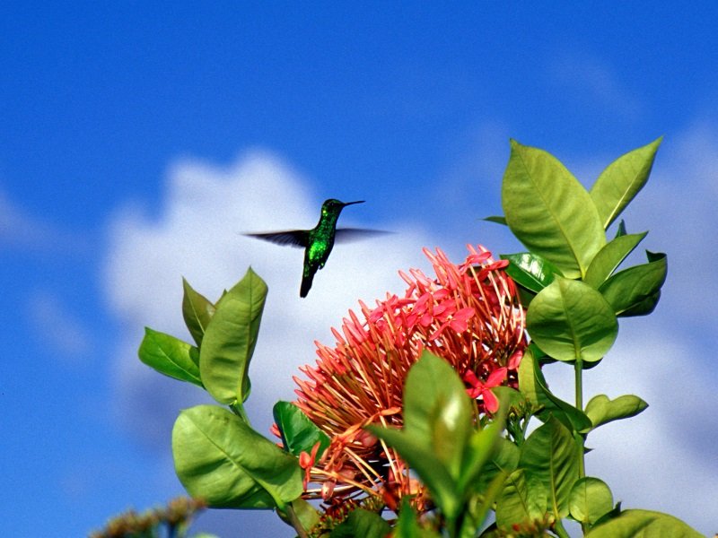 Curacao_lintu_800x600