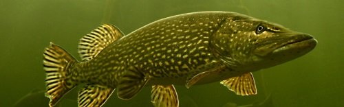 Kotka_maretarium_hauki500