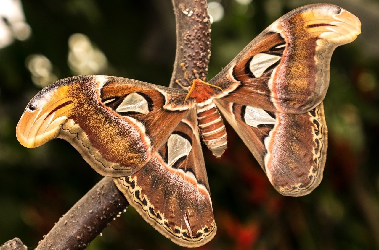Espanja-benalmadena-mariposario-1280