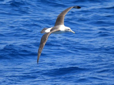 Kotka_Lokki_Kymenmatkat_Albatross_800x600