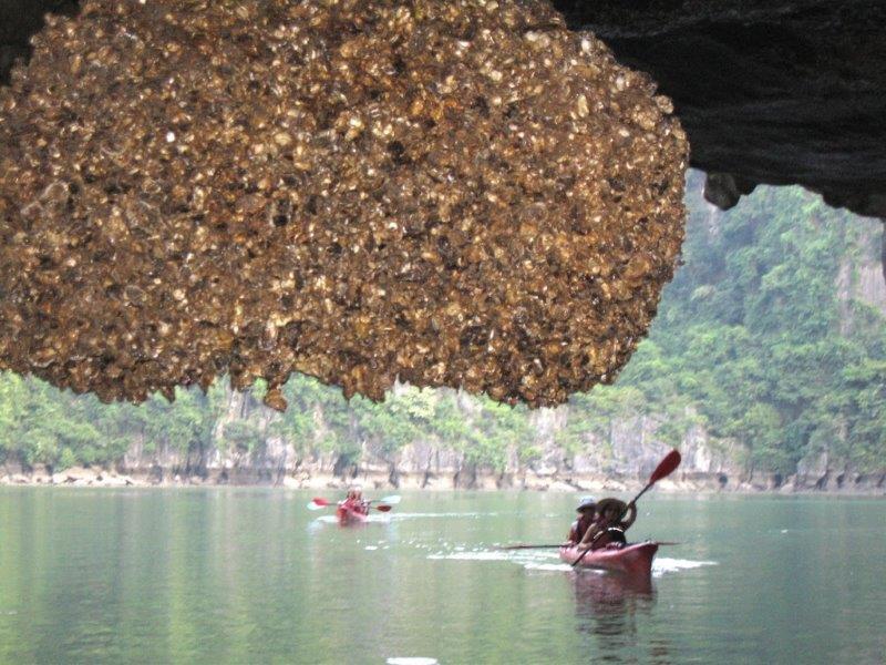 Vietnam_3_800x600