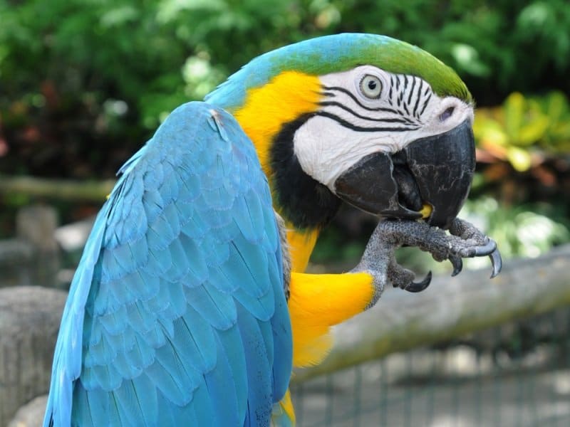 Guadeloupe Blue-and-Yellow Macaw in the botanical garden of Deshaies in Guadeloupe_800x600