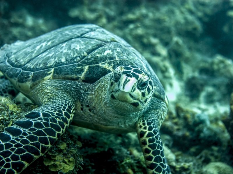 Guadeloupe_Hawksbill turtle eating seaweed_800x600