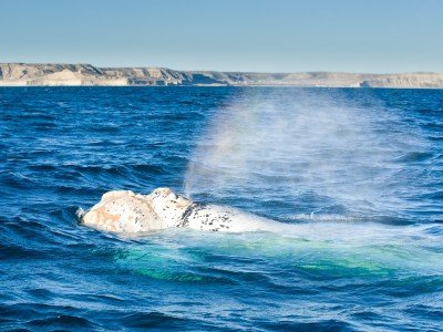 Valkeat valaat_whale watching_800x600