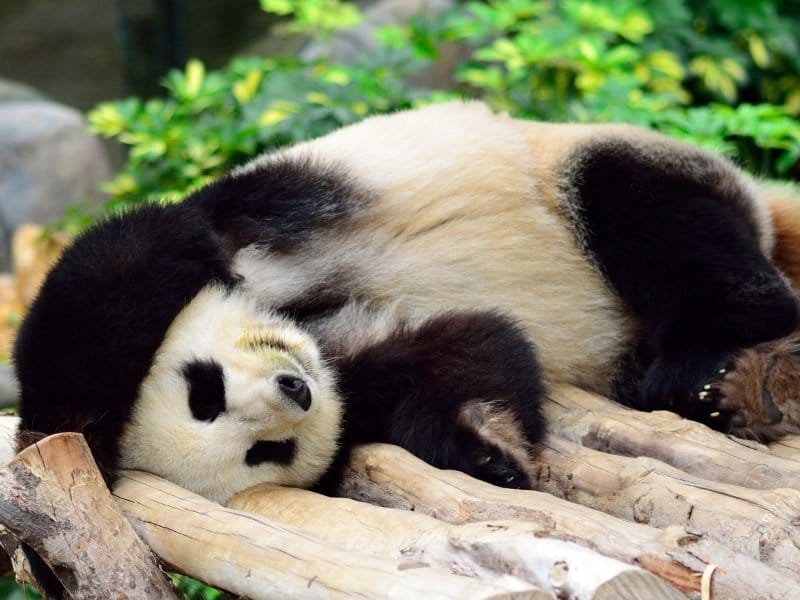 Hong Kong _Giant panda bear in the zoo_800x600