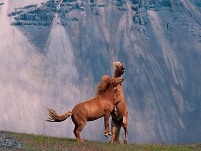 Islanti_Horses_400x300