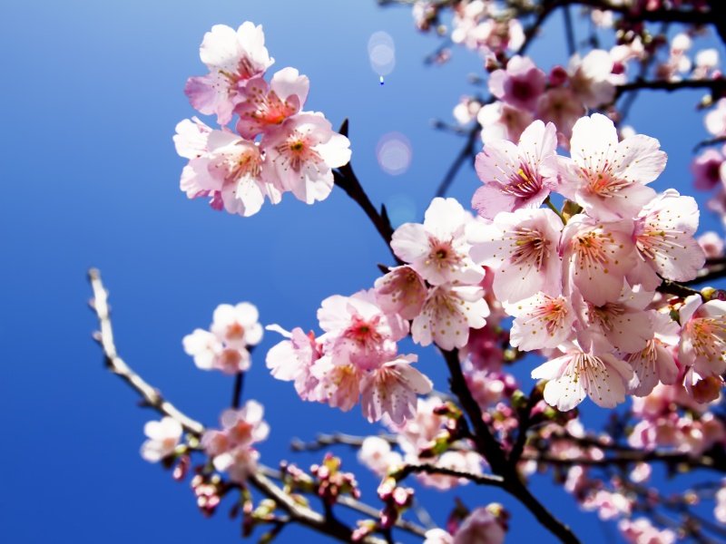 Japani_Cherry blossoms_800x600