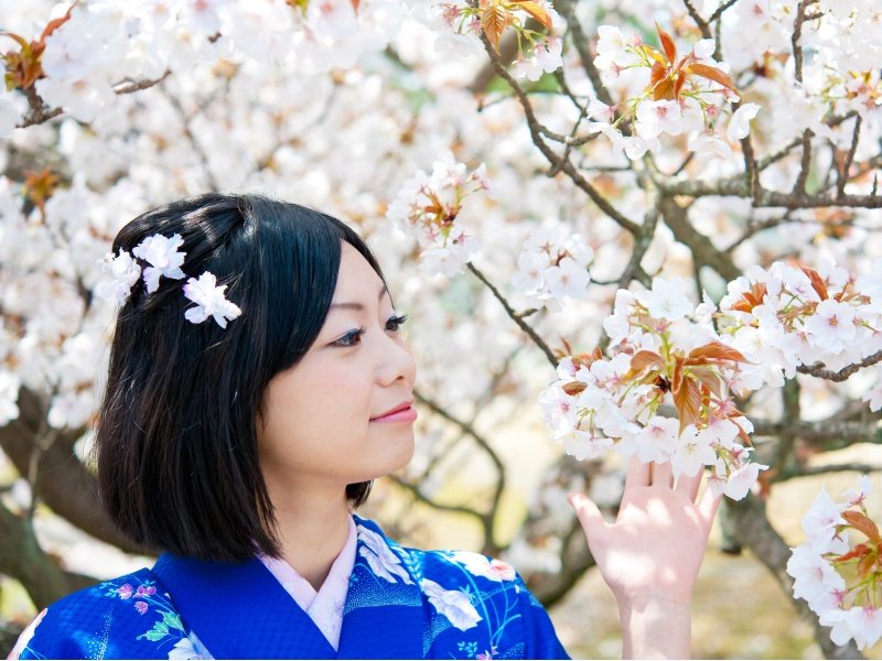 Japani_japanese kimono woman and cherry blossom_800x600