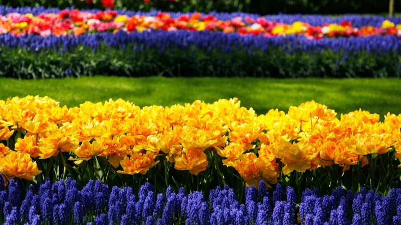 Hollanti-Amsterdam-Keukenhof-3-1280