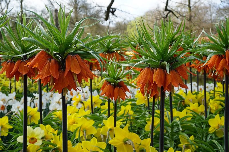 Hollanti-Amsterdam-Keukenhof-5-1280