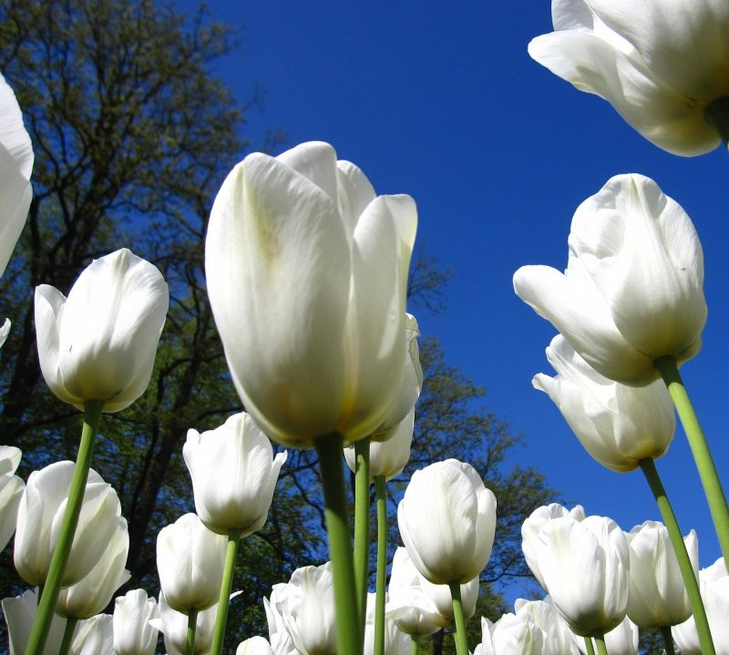 Hollanti-Amsterdam-Keukenhof-7-1280