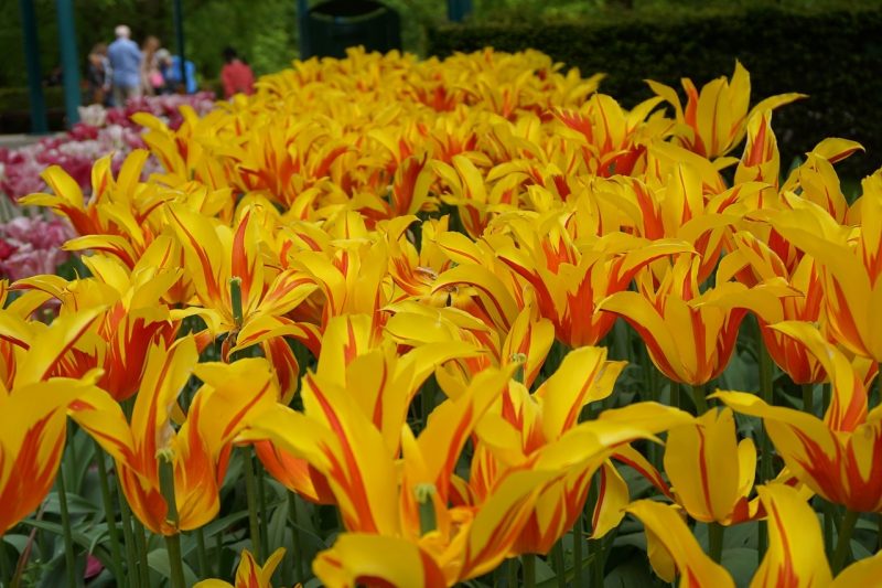 Hollanti-Amsterdam-Keukenhof-8-1280