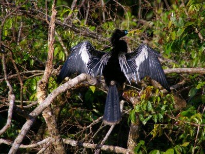 Costa_Rica_Amerikankäärmekaula_600x800