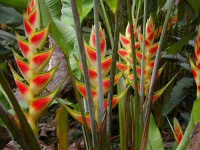 Costa_Rica_Helikonioita_800x600