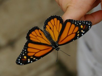 Costa_Rica_Perhonen_sormella_800x600