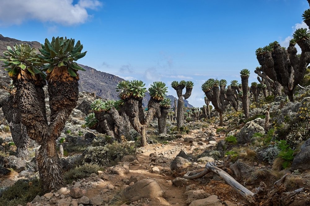 Kilimanjaro photos (14)
