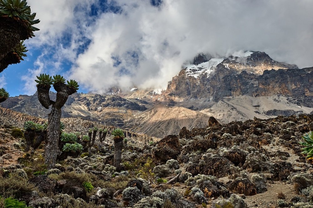 Kilimanjaro photos (15)
