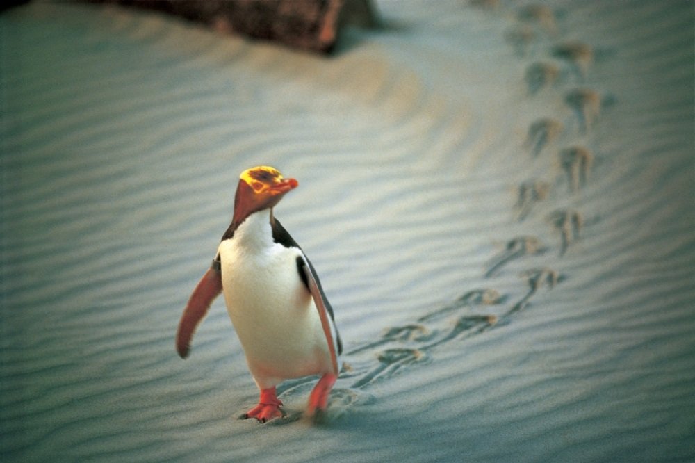 NA02-Penguin-Place-Central-Otago-Penguin-Place