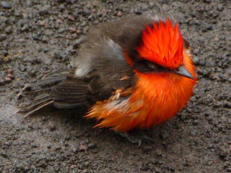 Bird on Galapagos 1000