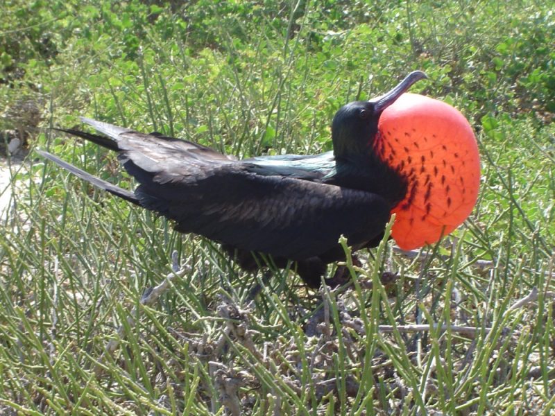 Galapagos Fregate bird 1000