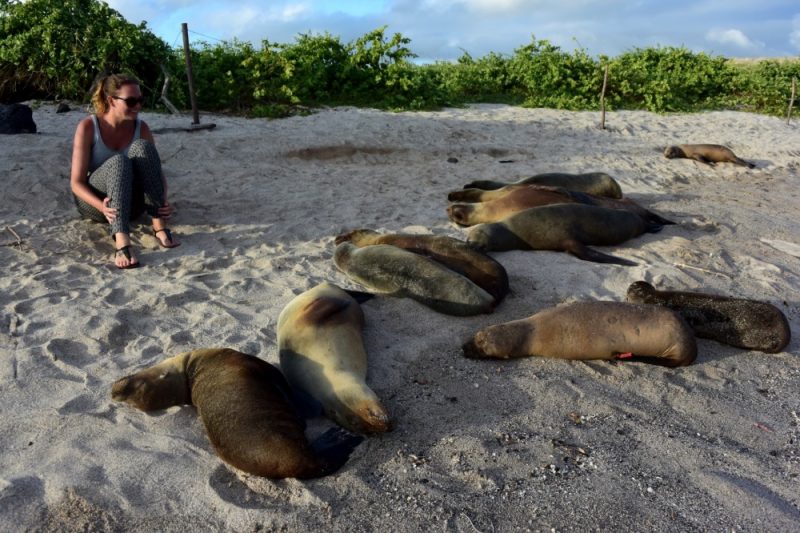 Galapagos-Merileijonat rannalla 1000