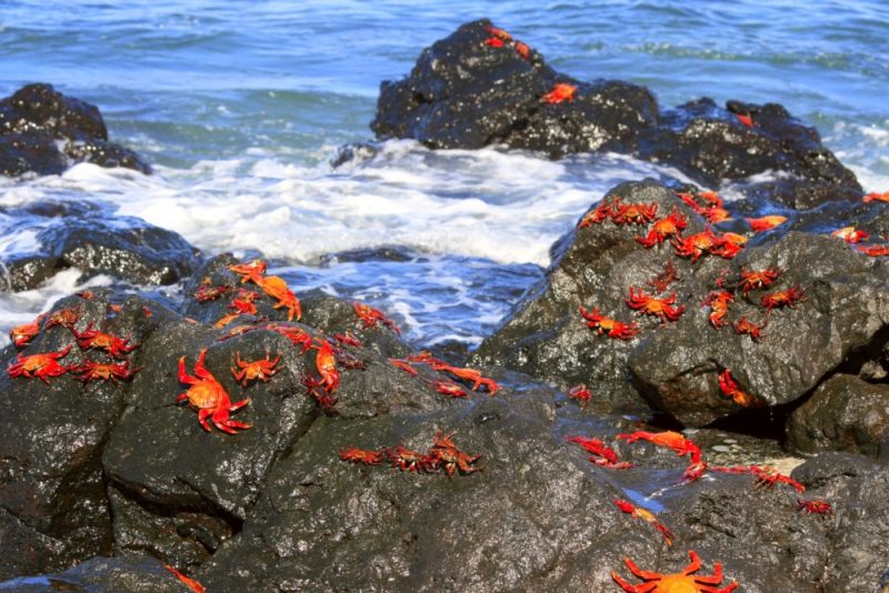 Galapagos Santa Cruz Crabs 1000