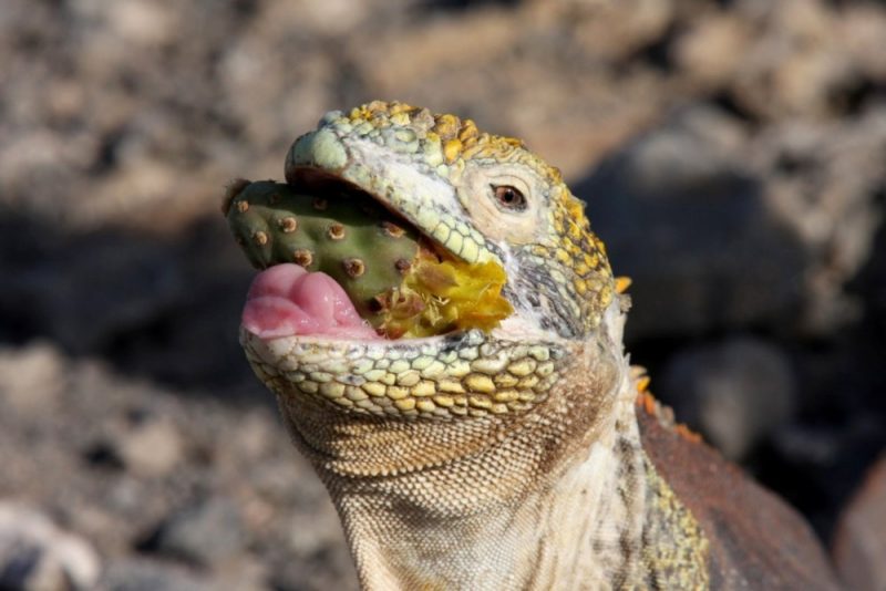 galapagos land leguana 1000