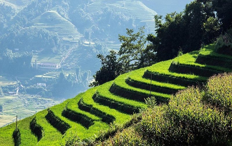 Vietnam riisiterassit