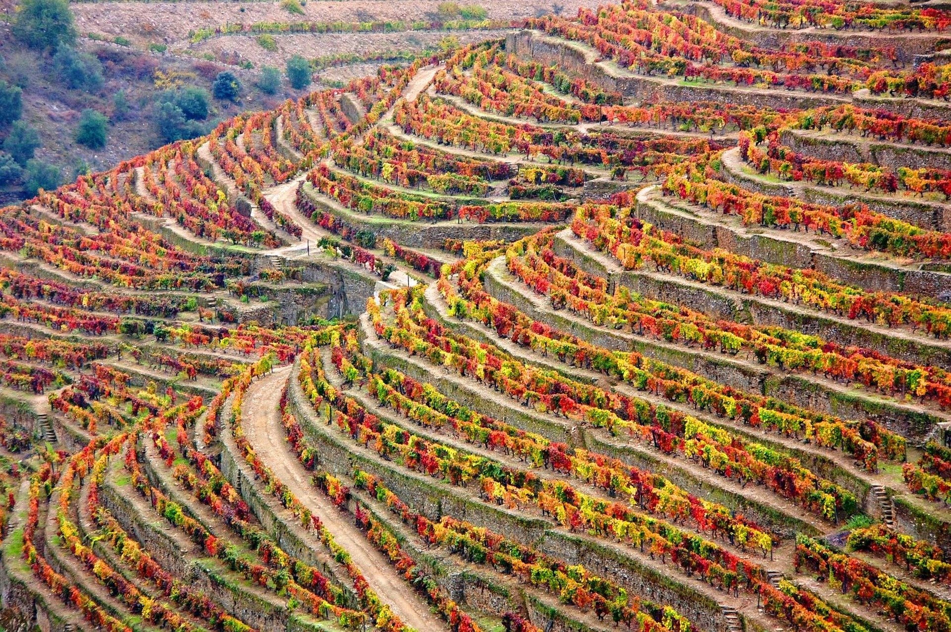 Portugal-Porto-Betuga-winery-1357947_1920