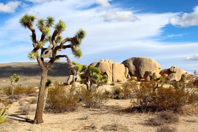 USA_Mojave-joshua-tree-national-park-74399_1280