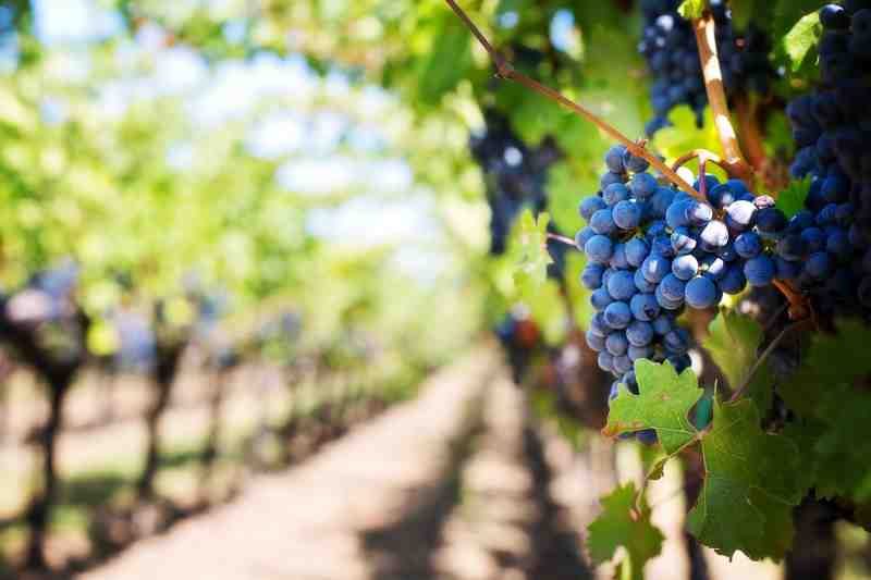 vineyard purple grapes