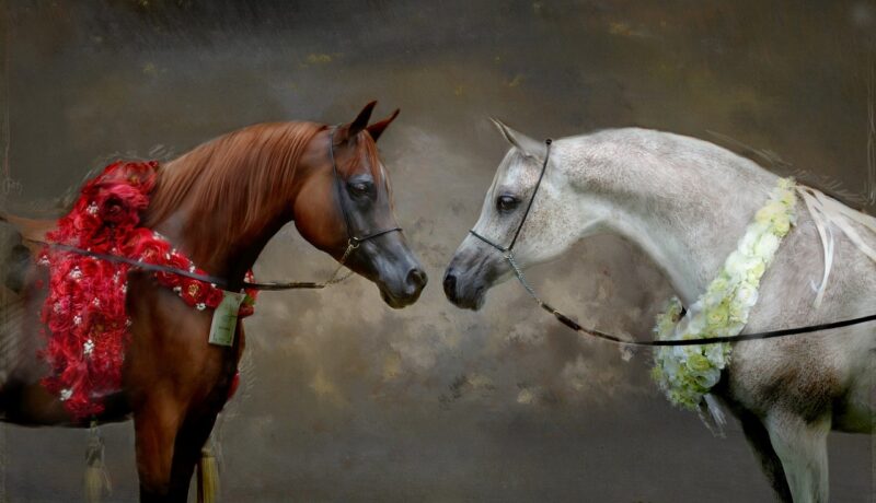 Tallinna International Horse Show