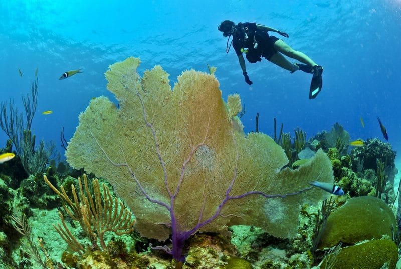 Bonaire sukellusmatka