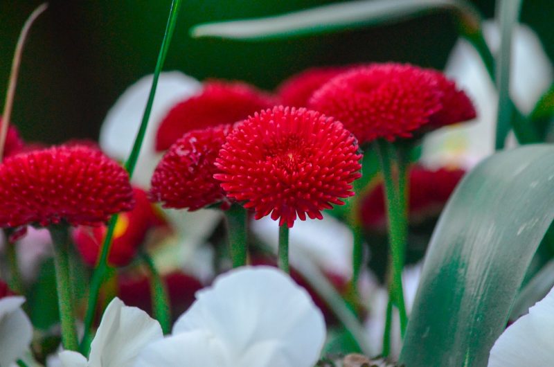 Lontoo Chelsea Flower Show