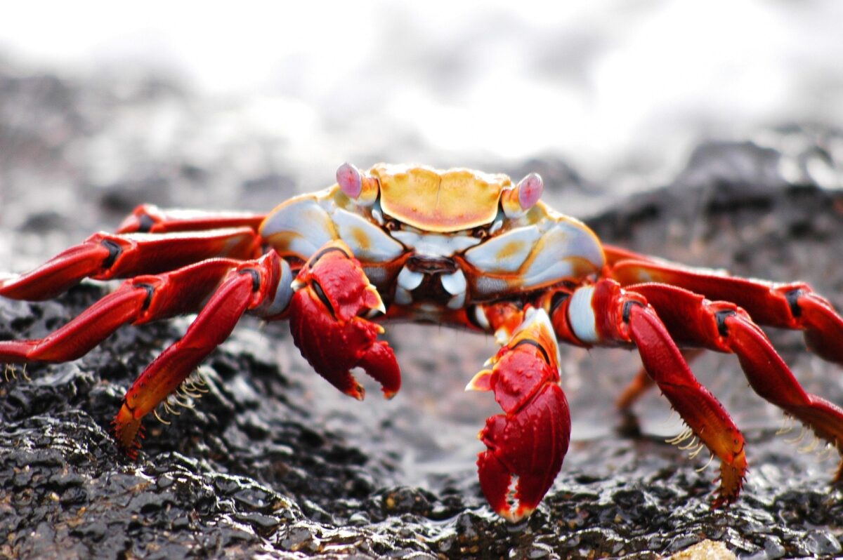 Galapagos saaret