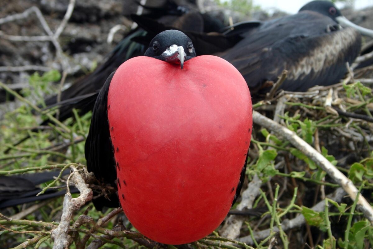 Galapagos saaret