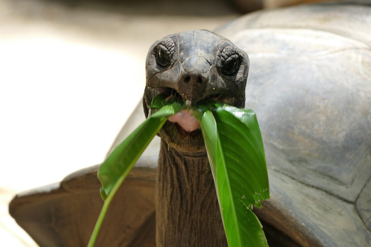 Galapagos saaret