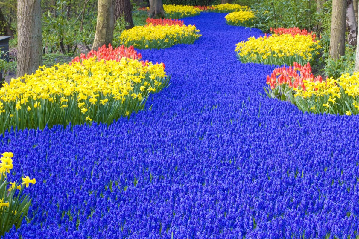 Amsterdam Keukenhof