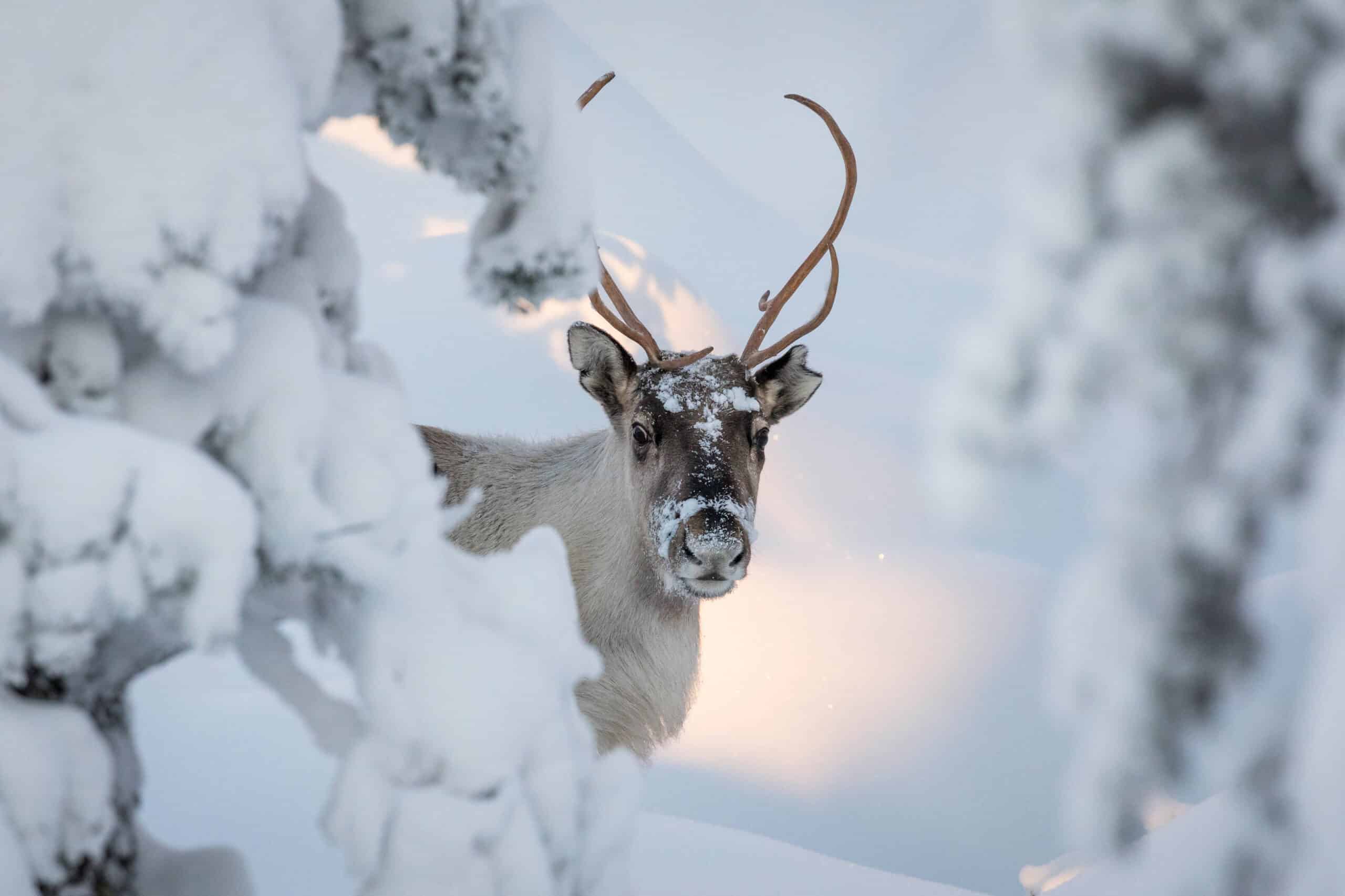 Finnish Lappland