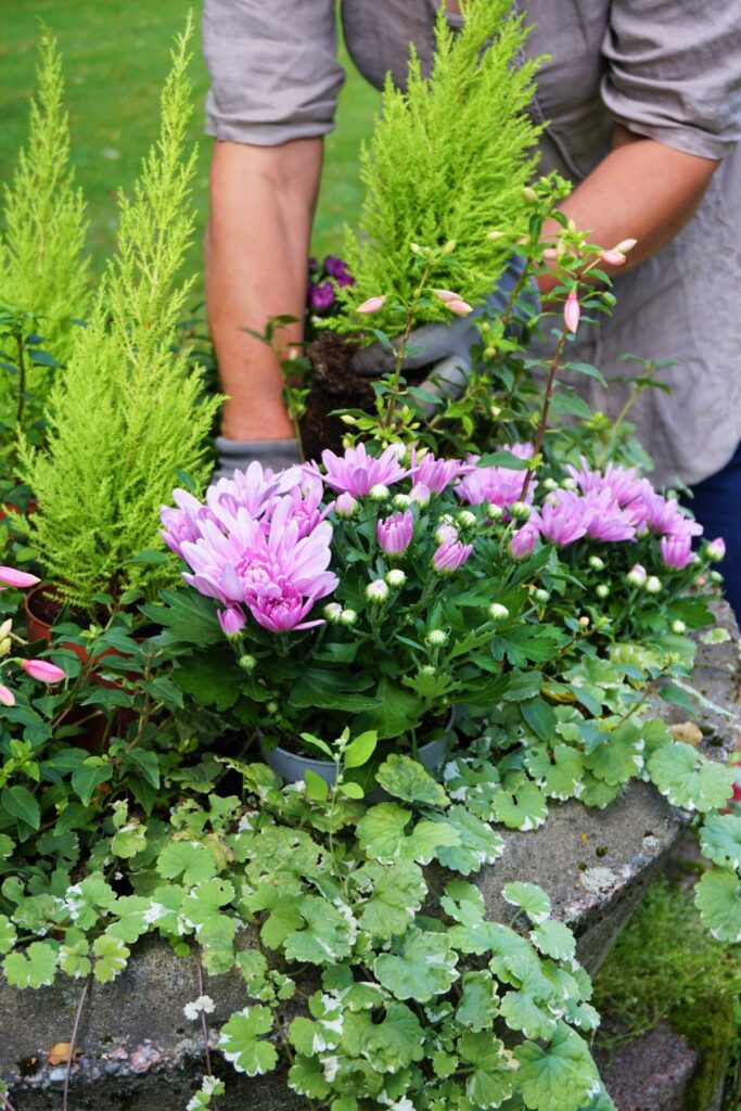 Hamina Harjunhovi