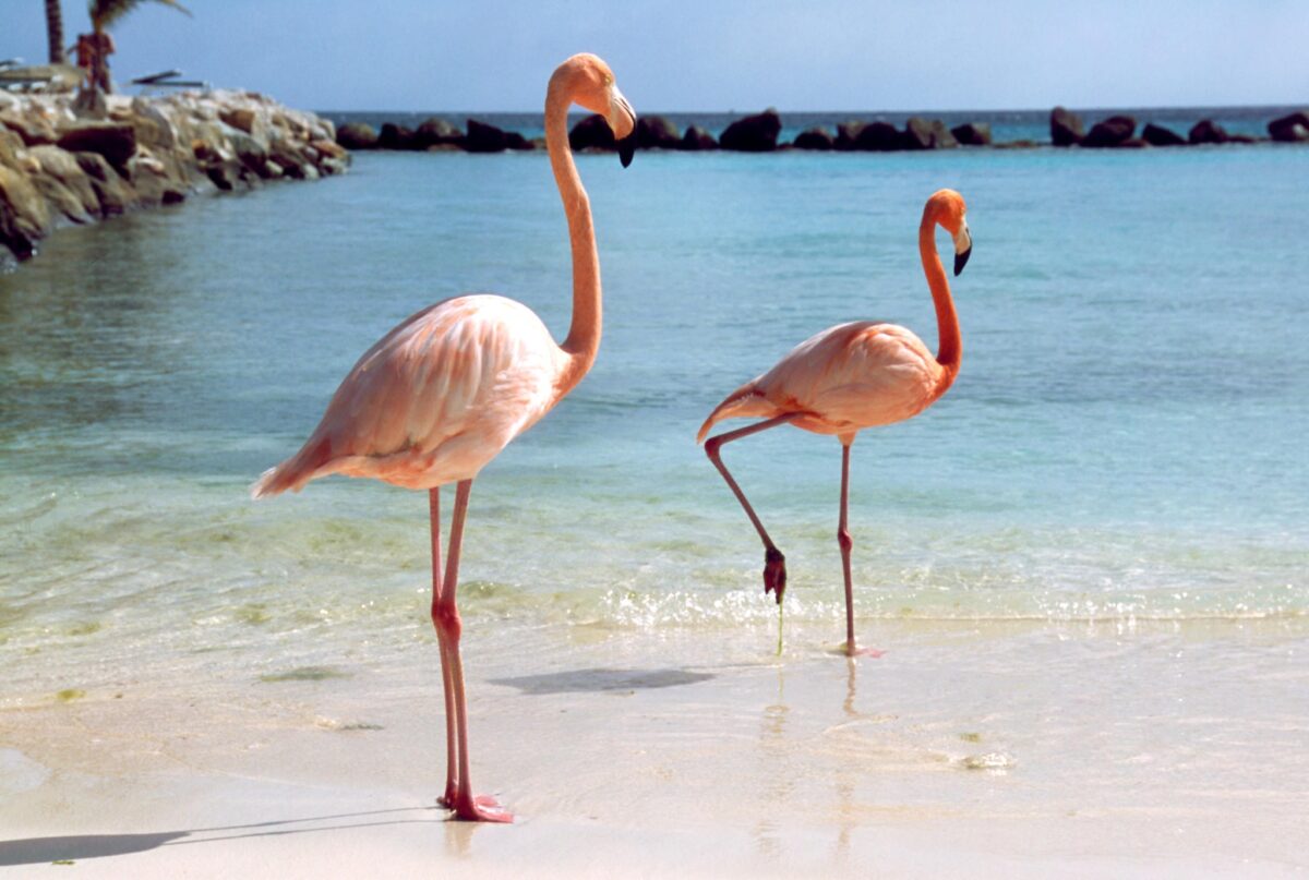 Aruba