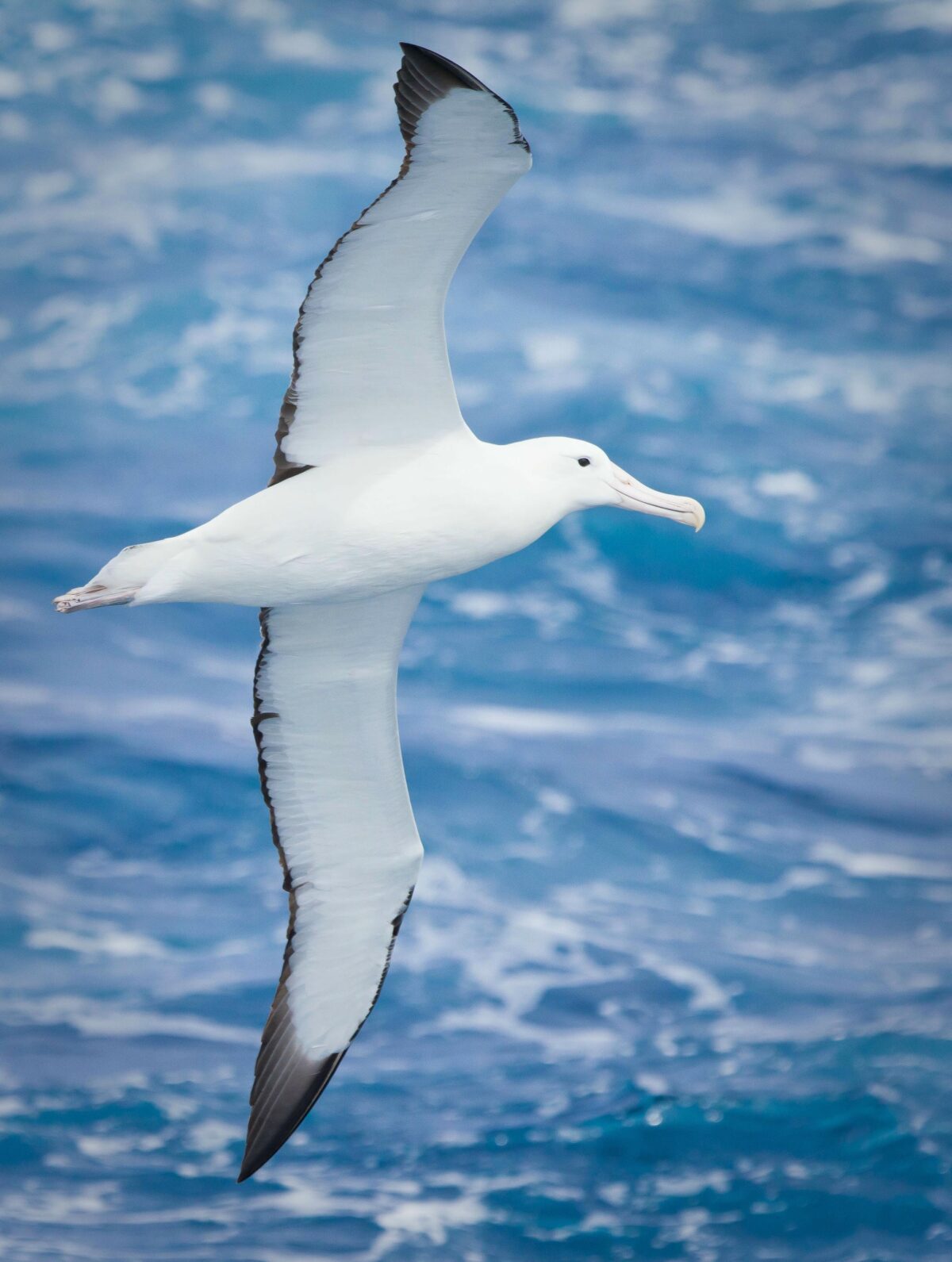 Australia albatrossi