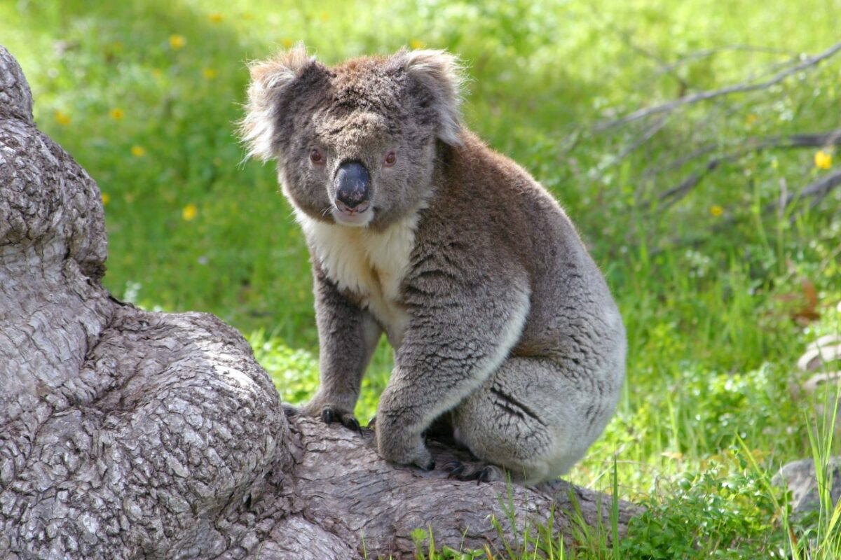 Australia Koala