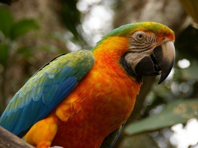 Costa_Rica_Siniara_iso_800x600