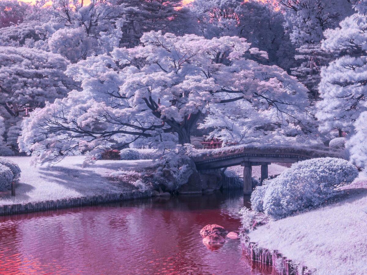 Japani