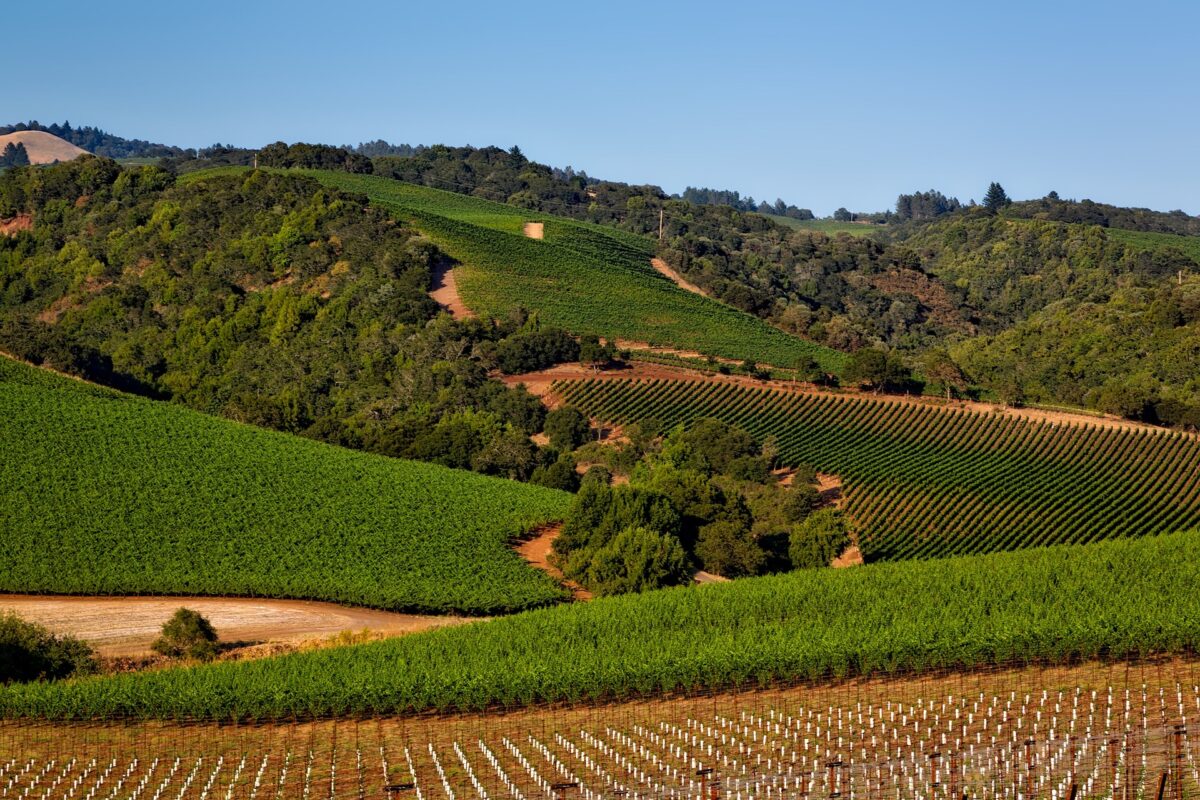 Kalifornia Napa vallay